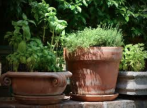 herbs in pots