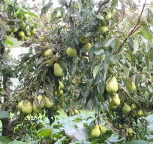 pears on a tree