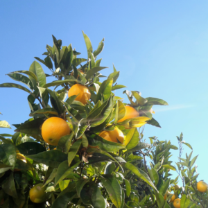 oranges on a tree